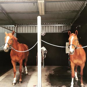 Image post by @snaffle_it on Instagram