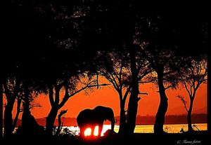 Image post by @chiawasafaris on Instagram