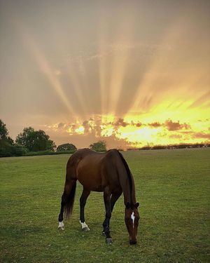 Image post by @uspoloassn on Instagram