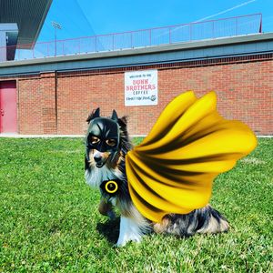 Image post by @burlington_bees on Instagram
