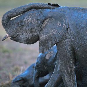 Image post by @animalplanet on Instagram