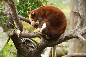 Image post by @animalplanet on Instagram