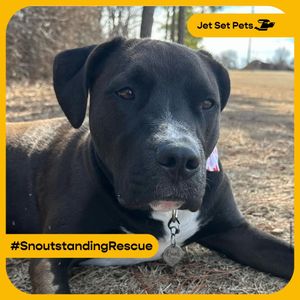 Image post by @jetsetpets on Instagram