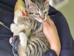 Image post by @whitmanpets on Instagram