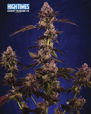 Image post by @hightimesmagazine on Instagram