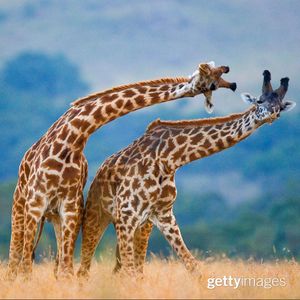 Image post by @gettyimages on Instagram