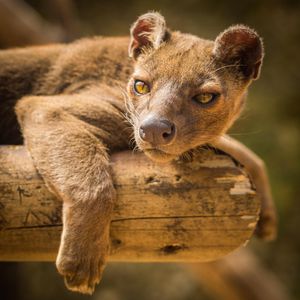 Image post by @animalplanet on Instagram