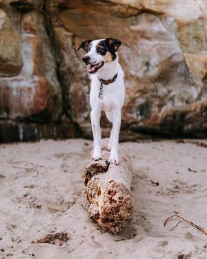 Image post by @triumphpetfood on Instagram