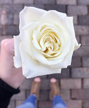 Image post by @theamandabittner on Instagram