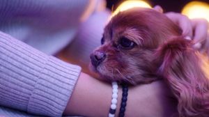 Image post by @animalplanet on Instagram