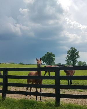 Image post by @spendthriftfarm on Instagram