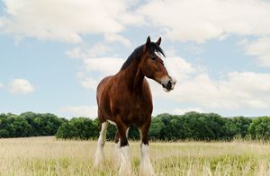 Image post by @WarmSpringRanch on Twitter