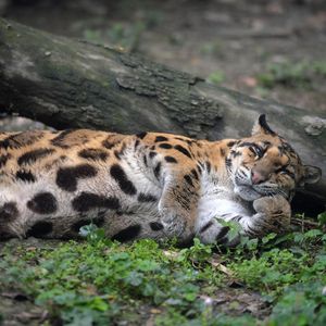 Image post by @animalplanet on Instagram