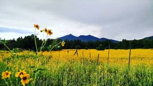 Image post by @nauflagstaff on Instagram