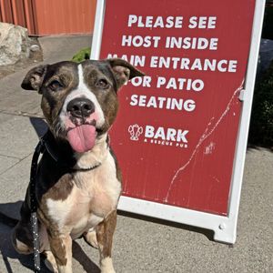 Image post by @spokhumanesoc on Instagram