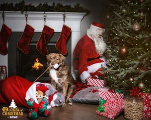 Image post by @evolvepetfood on Instagram