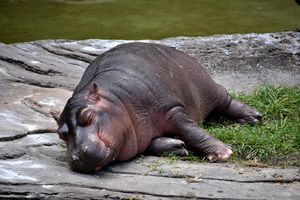 Image post by @animalplanet on Instagram