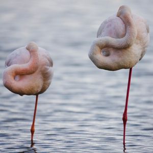 Image post by @animalplanet on Instagram