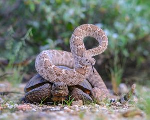Image post by @discovery on Instagram