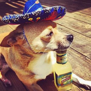 Image post by @turbotax on Instagram