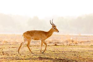 Image post by @chiawasafaris on Instagram