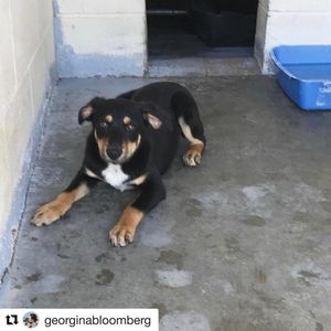 Image post by @laraleatrump on Instagram