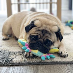 Image post by @pupcorntreats on Instagram