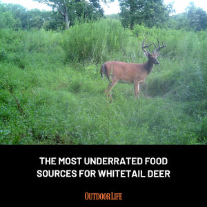 Image post by @outdoor_life on Instagram