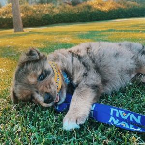 Image post by @nauflagstaff on Instagram