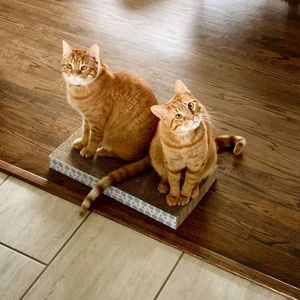 Image post by @nulopetfood on Instagram