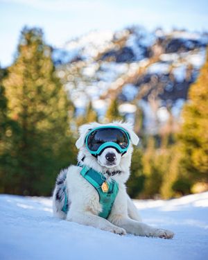 Image post by @totwpetfood on Twitter