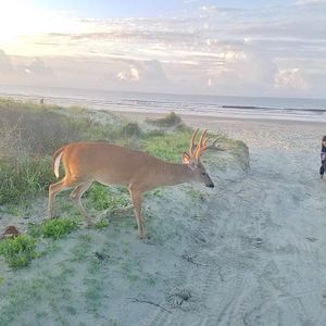 Image post by @kiawahresort on Instagram