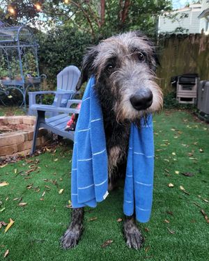 Image post by @thesavannahwolfhound on Instagram