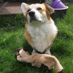 Image post by @pupcorntreats on Instagram