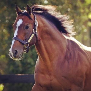 Image post by @spendthriftfarm on Instagram