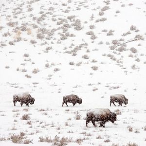 Image post by @animalplanet on Instagram