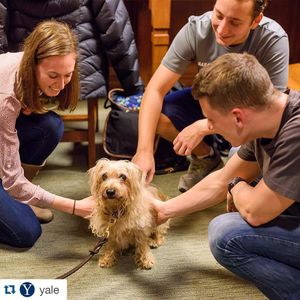 Image post by @yalevolleyball on Instagram