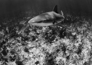 Image post by @discovery on Instagram