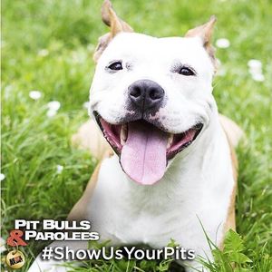 Image post by @animalplanet on Instagram