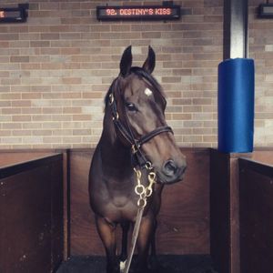 Image post by @australianturfclub on Instagram