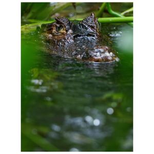 Image post by @truegoatphoto on Instagram