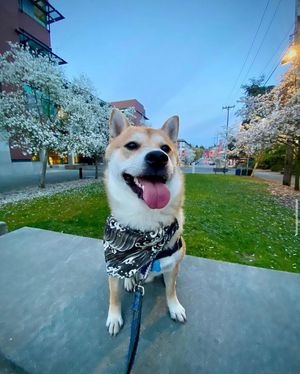 Image post by @seattleu on Instagram