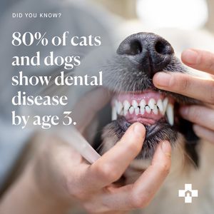 Image post by @yourfuzzy on Instagram