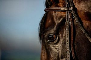 Image post by @myracehorse_ on Instagram