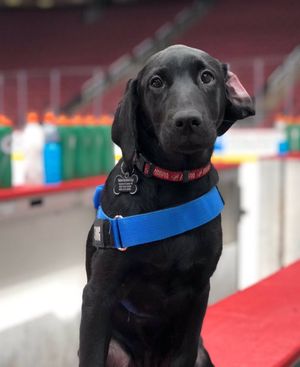 Image post by @arizonacoyotes on Twitter