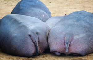 Image post by @AnimalPlanet on Twitter