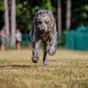 Image post by @thesavannahwolfhound on Instagram