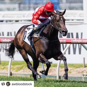 Image post by @australianturfclub on Instagram