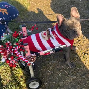 Image post by @walkinpets on Instagram