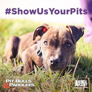 Image post by @animalplanet on Instagram